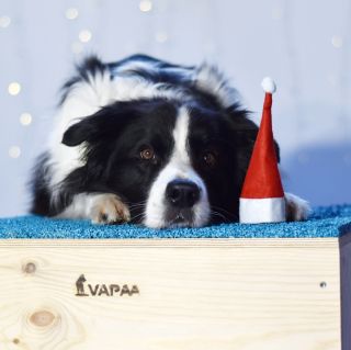 AgiBox 56x56x40 & 50x50x30 cm 🩵🩷 . . -> www.vapaa.cz ( -15% -> TARGET15)💫 . . #agility #agilitytraining #agilitydogs...